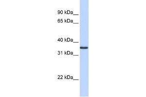 Image no. 2 for anti-COP9 Constitutive Photomorphogenic Homolog Subunit 5 (Arabidopsis) (COPS5) (N-Term) antibody (ABIN2777332)