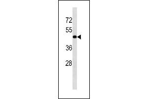 Image no. 1 for anti-Transforming Growth Factor, beta Receptor 1 (TGFBR1) (AA 145-172) antibody (ABIN1881880)