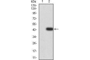 Image no. 3 for anti-V-Akt Murine Thymoma Viral Oncogene Homolog 3 (Protein Kinase B, Gamma) (AKT3) (AA 37-150) antibody (ABIN5542570)