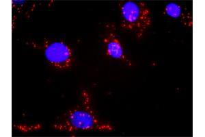 Image no. 4 for anti-Phospholipase C gamma 2 (PLCG2) (AA 1-1265) antibody (ABIN518950)