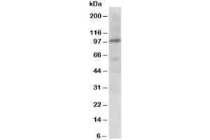 Image no. 3 for anti-Cullin 4B (CUL4B) (C-Term) antibody (ABIN3030579)