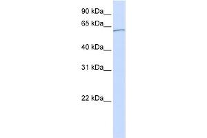 Image no. 1 for anti-Karyopherin alpha 5 (Importin alpha 6) (KPNA5) (C-Term) antibody (ABIN2785826)