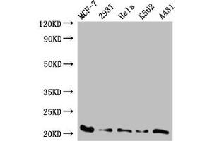 TAF9 Antikörper  (AA 1-264)