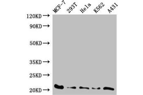 TAF9 antibody  (AA 1-264)