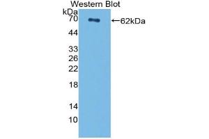 Image no. 1 for anti-Centromere Protein I (CENPI) (AA 321-579) antibody (ABIN5013320)