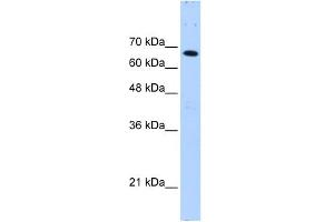 Image no. 3 for anti-F-Box and WD Repeat Domain Containing 7 (FBXW7) (C-Term) antibody (ABIN2782955)