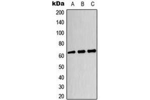 Image no. 1 for anti-Dihydropyrimidinase-Like 4 (DPYSL4) (Center) antibody (ABIN2705946)