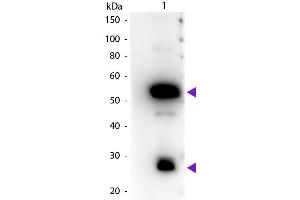Western Blotting (WB) image for Rabbit anti-Guinea Pig IgG (Heavy & Light Chain) antibody (HRP) (ABIN101300)