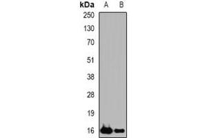 Image no. 2 for anti-Phospholipase A2, Group IID (PLA2G2D) (full length) antibody (ABIN6004382)