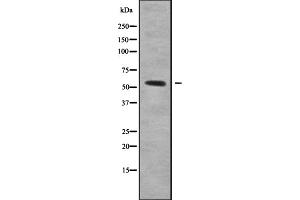 Image no. 1 for anti-NIMA related kinase 3 (NEK3) (Internal Region) antibody (ABIN6263591)