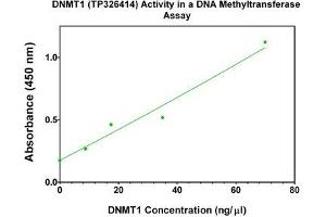 Image no. 1 for DNA (Cytosine-5)-Methyltransferase 1 (DNMT1) (Transcript Variant 1) (Active) protein (Myc-DYKDDDDK Tag) (ABIN2719616)