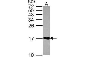 Image no. 2 for anti-H2A Histone Family, Member Z (H2AFZ) (N-Term) antibody (ABIN2856590)