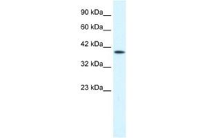 Image no. 2 for anti-Purinergic Receptor P2X, Ligand Gated Ion Channel 2 (P2RX2) (Middle Region) antibody (ABIN630093)