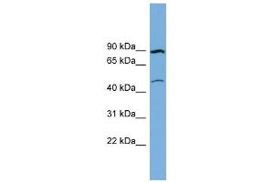 Image no. 2 for anti-Transmembrane Protein 48 (TMEM48) (Middle Region) antibody (ABIN2782564)