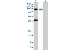 Western Blot analysis of GAS2L1 expression in transfected 293T cell line by GAS2L1 MaxPab polyclonal antibody.