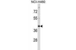 Image no. 3 for anti-Mitogen-Activated Protein Kinase 11 (MAPK11) antibody (ABIN2997621)