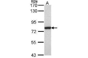 Image no. 4 for anti-Calpain 2 (CAPN2) (Internal Region) antibody (ABIN2855410)