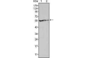 Image no. 2 for anti-Gardner-Rasheed Feline Sarcoma Viral (V-Fgr) Oncogene Homolog (FGR) antibody (ABIN969143)