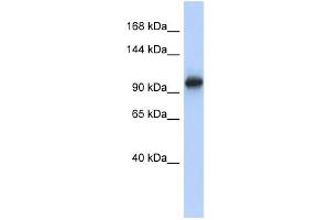Image no. 1 for anti-Vacuolar Protein Sorting 54 Homolog (VPS54) (N-Term) antibody (ABIN2786551)