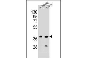 CELF6 antibody  (N-Term)