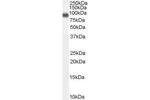 Image no. 1 for anti-ADAM Metallopeptidase Domain 23 (Adam23) (N-Term) antibody (ABIN2782599)