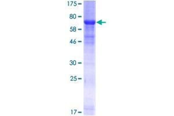 GTR2 Protein (AA 1-399) (GST tag)
