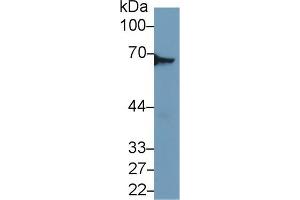 Image no. 2 for anti-Dihydropyrimidinase-Like 3 (DPYSL3) (AA 1-218) antibody (ABIN1858665)
