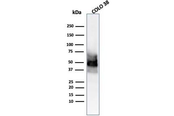 SOX10 Antikörper  (AA 115-269)