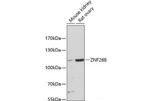 ZNF268 antibody