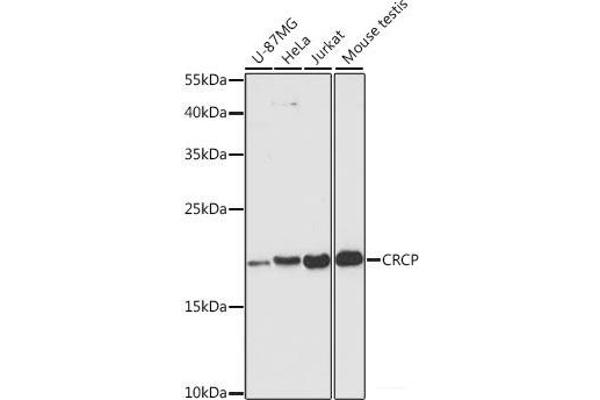 CRCP antibody