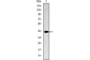 Image no. 2 for anti-Killer Cell Lectin-Like Receptor Subfamily D, Member 1 (KLRD1) antibody (ABIN1106607)