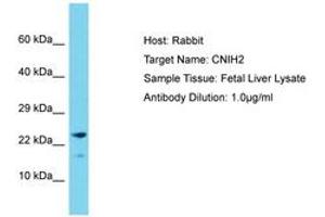 Image no. 1 for anti-Cornichon Homolog 2 (CNIH2) (C-Term) antibody (ABIN6750555)
