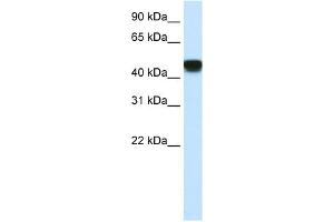 Image no. 2 for anti-Small Nuclear RNA Activating Complex, Polypeptide 1, 43kDa (SNAPC1) (C-Term) antibody (ABIN2792633)