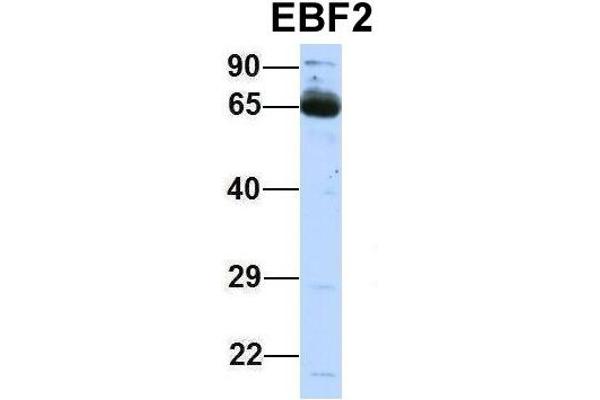 EBF2 antibody  (Middle Region)