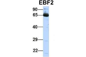 Image no. 2 for anti-Early B-Cell Factor 2 (EBF2) (Middle Region) antibody (ABIN2774992)
