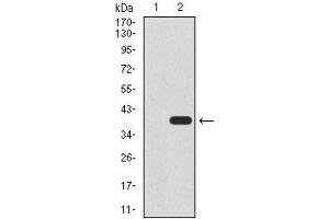 Image no. 4 for anti-Undifferentiated Embryonic Cell Transcription Factor 1 (UTF1) (AA 148-214) antibody (ABIN1098126)