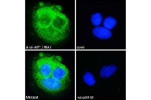 Image no. 1 for anti-Allograft Inflammatory Factor 1 (AIF1) (Internal Region) antibody (ABIN185597)