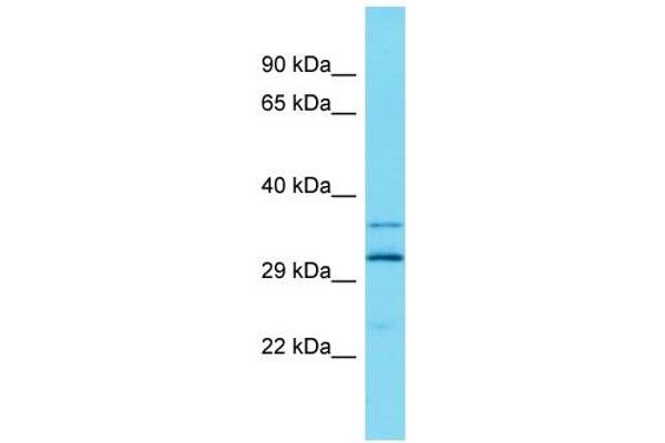 ARL13A antibody  (Middle Region)