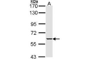 Image no. 2 for anti-serine/threonine Kinase 4 (STK4) (C-Term) antibody (ABIN2856667)