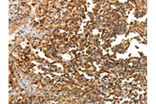 LRP12 antibody