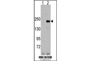 Image no. 2 for anti-Sperm Associated Antigen 9 (SPAG9) (Center) antibody (ABIN2503405)