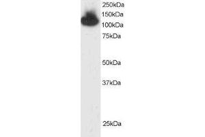 Image no. 1 for anti-Tripartite Motif Containing 28 (TRIM28) (C-Term) antibody (ABIN184913)