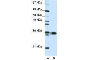 Image no. 1 for anti-Heterogeneous Nuclear Ribonucleoprotein A1 (HNRNPA1) (N-Term) antibody (ABIN2778789)