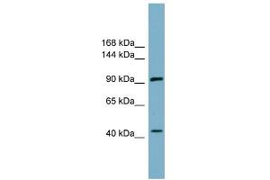 Image no. 1 for anti-Itchy E3 Ubiquitin Protein Ligase Homolog (ITCH) (N-Term) antibody (ABIN2774796)