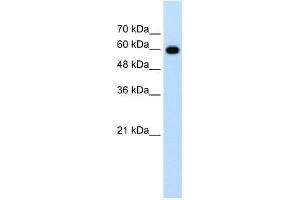 Image no. 1 for anti-Cell Division Cycle 23 (CDC23) (N-Term) antibody (ABIN2775690)