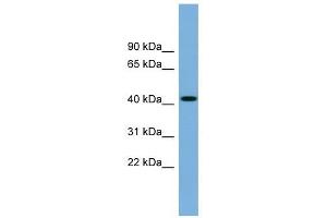 Image no. 1 for anti-WD Repeat and FYVE Domain Containing 1 (WDFY1) (N-Term) antibody (ABIN632585)