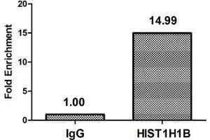 Histone H1.5 Antikörper  (pThr154)
