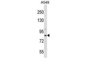Image no. 2 for anti-Aspartate beta-Hydroxylase (ASPH) (AA 301-331), (Middle Region) antibody (ABIN950540)