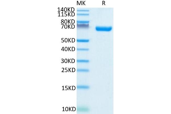 CD38 Protein (Fc Tag)