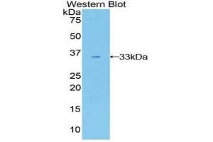 GAB3 antibody  (AA 332-583)